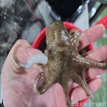 알배기 알쭈꾸미 활 쭈꾸미 국산 1kg 2kg 산지직송 국내산 신선배송