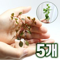 미미팜스 무결점 여과링 수초 루드위지아 슈퍼레드5개, 없음