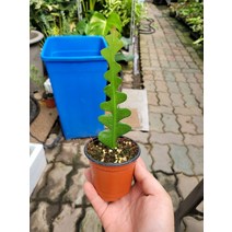 5500 피쉬본 생선뼈 선인장 소품 20~40cm