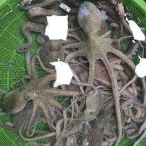 생물 산낙지 산소포장 탕탕이용 활 낙지, 1박스, 산낙지 대 1마리 (200-300g/중국산)