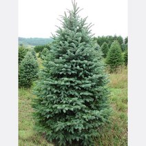 묘목/콜로라도 은청가문비 3년생 포트묘 /3주 KJ716, 1개