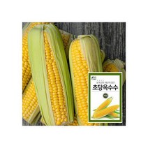 노랑 초당옥수수 100립, 노랑초당옥수수씨앗, 1개