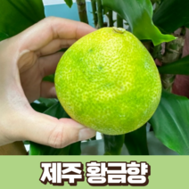 제주 황금향 1.5kg 국산 제주도 귤 산지 직송 고당도 제주 귤 선별 황금향 서귀포 밀감 제주감귤, 1개