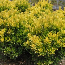 묘목/황금사철나무/수고 90cm/2주 KJ1627