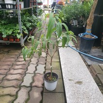 공룡꽃식물원(주) 레몬유칼립투스 중품 40~70cm 99 야생화 허브, 1개