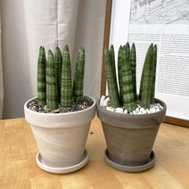 [1+1 SET] 건강한 반려식물 키우기쉬운 공기정화식물 스투키 토분, 스팡 오렌지11, 데로마 모카13+영양제 서비스, 받침 2개
