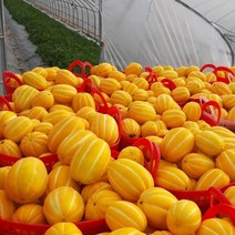 공주네농장 성주 참외, 13. 정품 / 선물 제수용  5KG / 특대과, 1박스