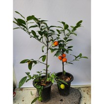 레몬나무 오렌지레몬나무 240 식용, 1개