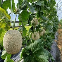 특대과 고당도 선산메론 머스크멜론, 1개, 8kg(3수)