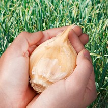 해남 코끼리마늘 대왕마늘, 코끼리마늘 1kg, 1개