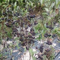 아로니아나무 묘목 3년생 블랙쵸크베리묘목, [ 아로니아나무 3년생 ]