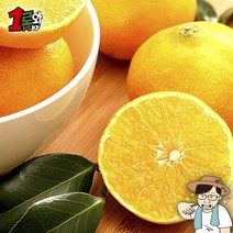 [1로와] 프리미엄 명품 제주 황금향 선물용 2kg(5~10과)