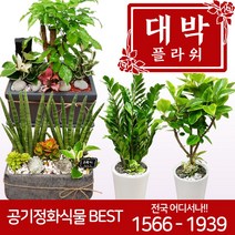 대박플라워 공기정화식물 개업화분 집들이 인테리어 관엽식물 꽃배달, 16.스투키C, 1개