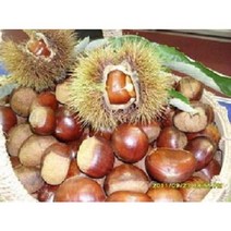 22곶감 선물용트레이50과2~3kg 감말랭이 특품800g2팩 대봉감 10kg15kg 지리산곶감 고종시 반건시 건시, 대봉감10kg41-45과