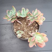 꽃다리 러우철화 10 다육식물 다육철화 아이만배송