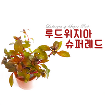 [ADJ] 루드위지아 슈퍼레드 토분 수초포트