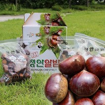 산지직송 공주 정안 밤 생밤 햇밤 알밤 대 2kg, 1개