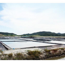 100%신안 간수 빠진 소금 천일염 20kg, 1개