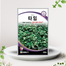 허브씨앗 타임씨앗 300립 타임 허브씨