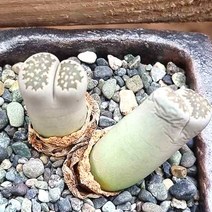 리톱스 살리콜라 다육이 귀욤 탈피 다육 랜덤89-20, 단품