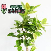 뱅갈고무나무 개업 이사 이전축하 화분 안양꽃집 빠른배송