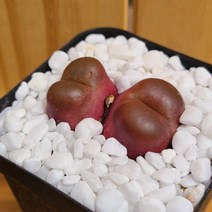(오운정원)마우가니 씨앗10립 코노피튬 키트 conophytum, 마우가니10립, 파종키트(플라스틱화분,뚜껑,파종토,마사토)
