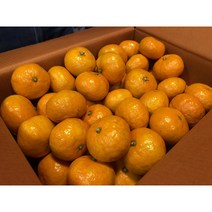 [더달당] 타이백 감귤 하우스 비가림감귤 밀감 제주귤 타이벡 레드향 천혜향 한라봉 진지향 카라향, 유라조생 하우스귤 3KG