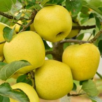 괴산 황금사과 산막이옛길사과 5kg 15-16과 연풍사과 속리산사과, 상세페이지 참조, 상세페이지 참조