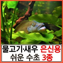수초하우스) 물고기 새우 은신용 쉬운 수초 3종 세트, 1세트(총15줄기)