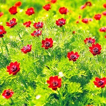 [모야모 꽃씨] 아도니스(여름복수초 수꿩의눈) 20립 씨앗, 소포장 20립