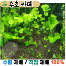 수초카페) 타이완 가가부타 1뿌리 중/후경수초 초보수초 자연수초 관상수초 재배수초