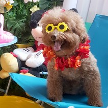 쭈쭈야 고양이 강아지 꽃 선글라스 도글라스 안경, 화이트, 1개