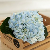 앤드플라워 생화택배 꽃정기구독 꽃정기배송 꽃배달싼곳 꽃다발 화훼농가돕기 꽃화병 생일꽃다발 꽃배달, 24. 흰색미니거베라 1단