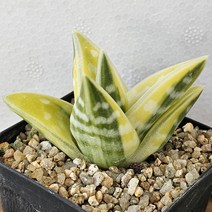 [천대전금금] 랜덤 0804 화분 다육식물/다육금/다육이/코노피튬/선인장/아프리카식물/인테리어식물/플랜테리어/반려식물/집들이/개업선물 공기정화식물 에이플랜