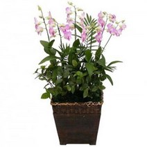 호접란16 동양란 동양난 서양란 서양난 승진, 바퀴달린물받침대