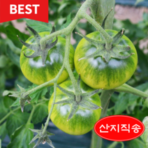 [대저농협 인증] 부산 농협공판 직송 진짜 짭짤이 토마토 고당도 특품, 대저 찰 토마토 (S) 2.5kg