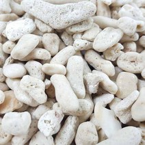 뼈다귀 산호사 500g 벌크포장 [PH상승]