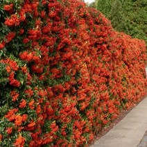 피라칸사스 분묘 유실수