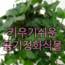 키우기쉬운식물 아이비나무 스킨답서스 행운목 개운죽 풍란 테이블야자 호야 선인장 산호수 율마 천냥금 오렌지자스민 수퍼바 산세베리아 금전수 스파트필럼 스투키 문샤인 남천 고무나무, 14. 오색마삭줄 1개