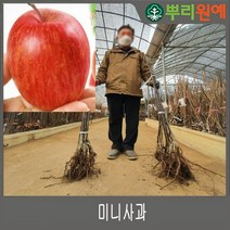 미니사과 나무 묘목 루비에스사과 2년생