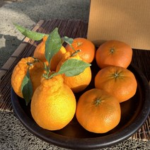 [비파괴 당도 선별] 제주 산지직송 한라봉 레드향 천혜향 혼합 가정용 5kg 벌크 대과 명절 선물 세트 3kg 5키로 3키로, 가정용 한라봉 5kg