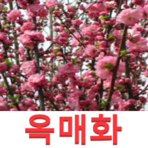 (성실G)옥매화(백매화)겹매화 접목1년 2그루