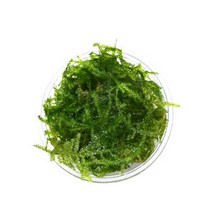 수초 삼각모스 소스1컵 포장 음성활착 어항 수중이끼.헬로아쿠아