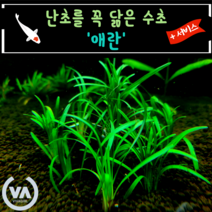 [비바소녀] 오픈이벤트 애란(4촉+1촉/9촉+2촉) 서비스 / 초보수초 어항 잔디 새우 구피 미니어항, 4촉+서비스1촉