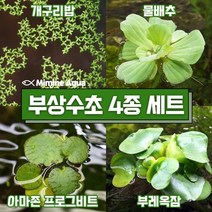 둥둥 수조 위 뜨는 부상 수초 키우기 4종 세트 (SET9), 1세트