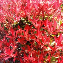 뿌리로템원예종묘_레드로빈 홍가시-묘목 5주 60cm이상 노지 식재용 울타리나무 공원 정원 꽃나무, 레드로빈 홍가시(5주), 1개