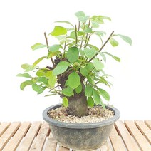 모과 고목 나무 분재 꽃 열매 묘목 공기정화 화분 반려 식물 키우기