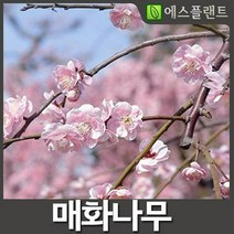 매화 꽃 나무 묘목 옥매화 꽃 나무 묘목 2년생 1미터20