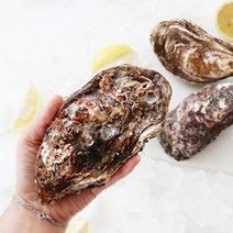 (당일발송) 독소 없는 365일 통영 삼배체굴 1kg 프리미엄 생굴 석화 대굴, 1개