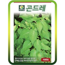 곤드레(고려엉겅퀴)씨앗 100립 곤드래 곤드레씨, 1개